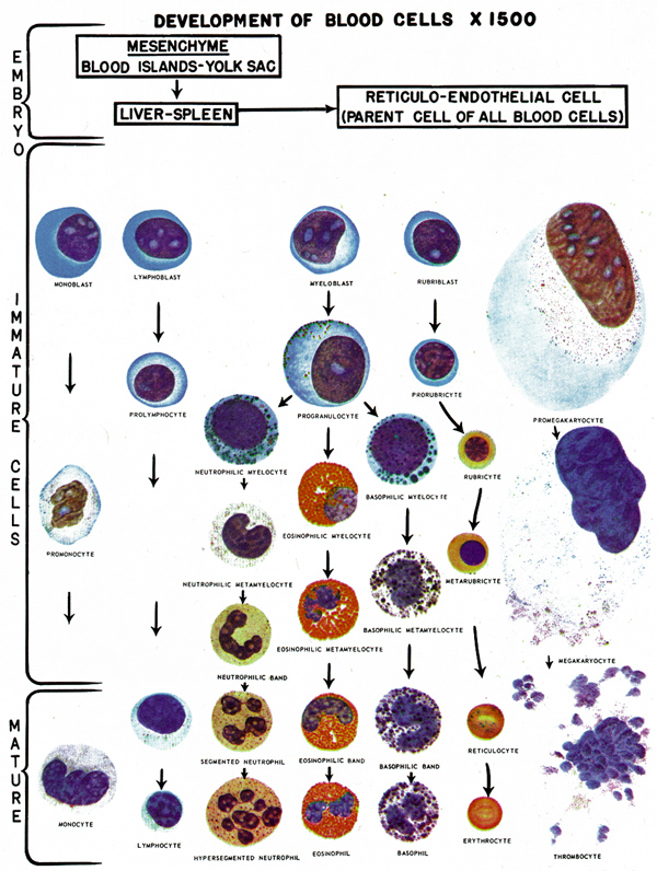 White Blood Cell Differential Count