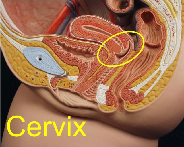 Furocyst - The cervix always produces some mucus, it makes